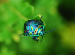 Poecilocoris splendidulus