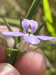 Lobelia batsonii