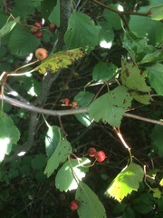 Crataegus brainerdii