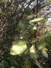 Crataegus brainerdii