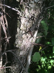 Crataegus brainerdii