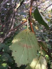 Crataegus brainerdii