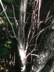 Crataegus brainerdii