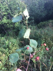 Crataegus brainerdii