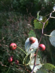Crataegus brainerdii