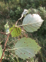 Crataegus brainerdii