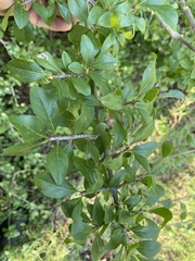 Forestiera pubescens