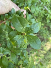 Forestiera pubescens