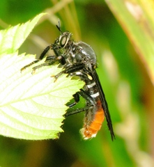 Prolepsis tristis
