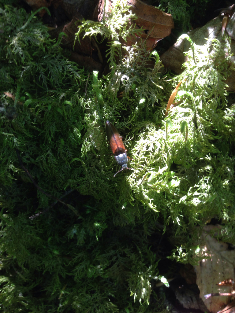 Sericus honestus