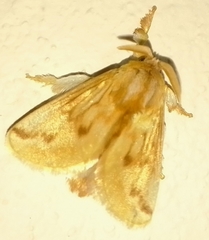 Perola sericea