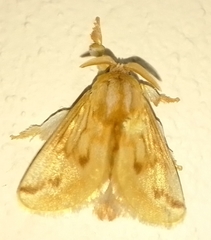 Perola sericea