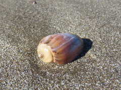 Olivancillaria urceus