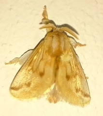 Perola sericea