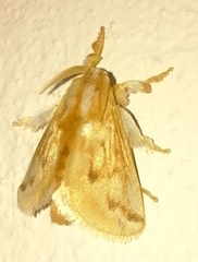 Perola sericea