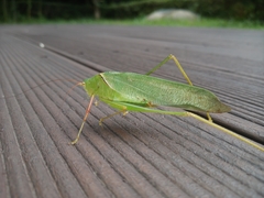 Sinochlora longifissa