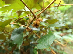 Rubus reflexus hui