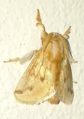 Perola sericea