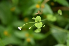 Drymaria villosa