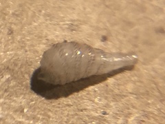 Cuterebra emasculator