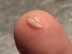 Cuterebra emasculator