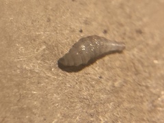 Cuterebra emasculator