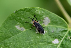 Xenochalepus maculicollis