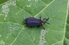 Xenochalepus maculicollis