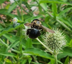 Xylocopa virginica