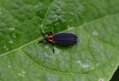 Xenochalepus maculicollis