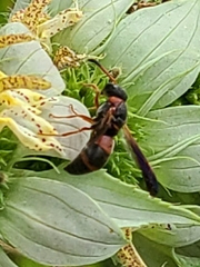 Pachodynerus erynnis