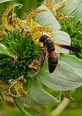 Pachodynerus erynnis