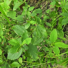 Ceanothus americanus