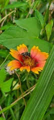 Megachile mendica