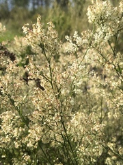 Polygonella polygama