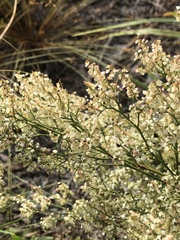 Polygonella polygama