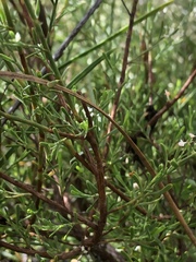 Polygonella polygama