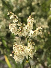 Polygonella polygama