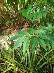 Licaria parvifolia