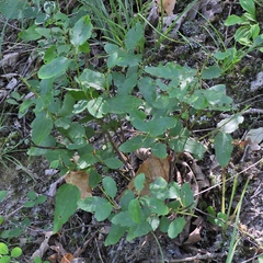 Ceanothus americanus