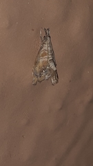 Crambidae