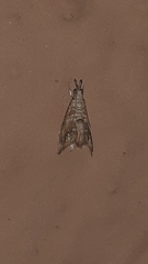 Crambidae