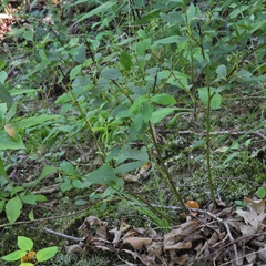 Ceanothus americanus