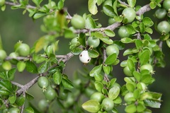 Randia chiapensis