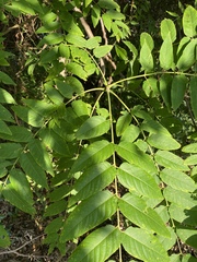 Ailanthus altissima