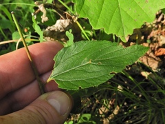 Ceanothus americanus