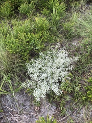 Polygonella polygama