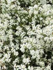 Polygonella polygama