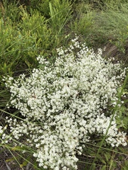 Polygonella polygama