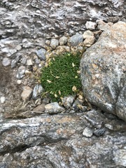 Mononeuria groenlandica